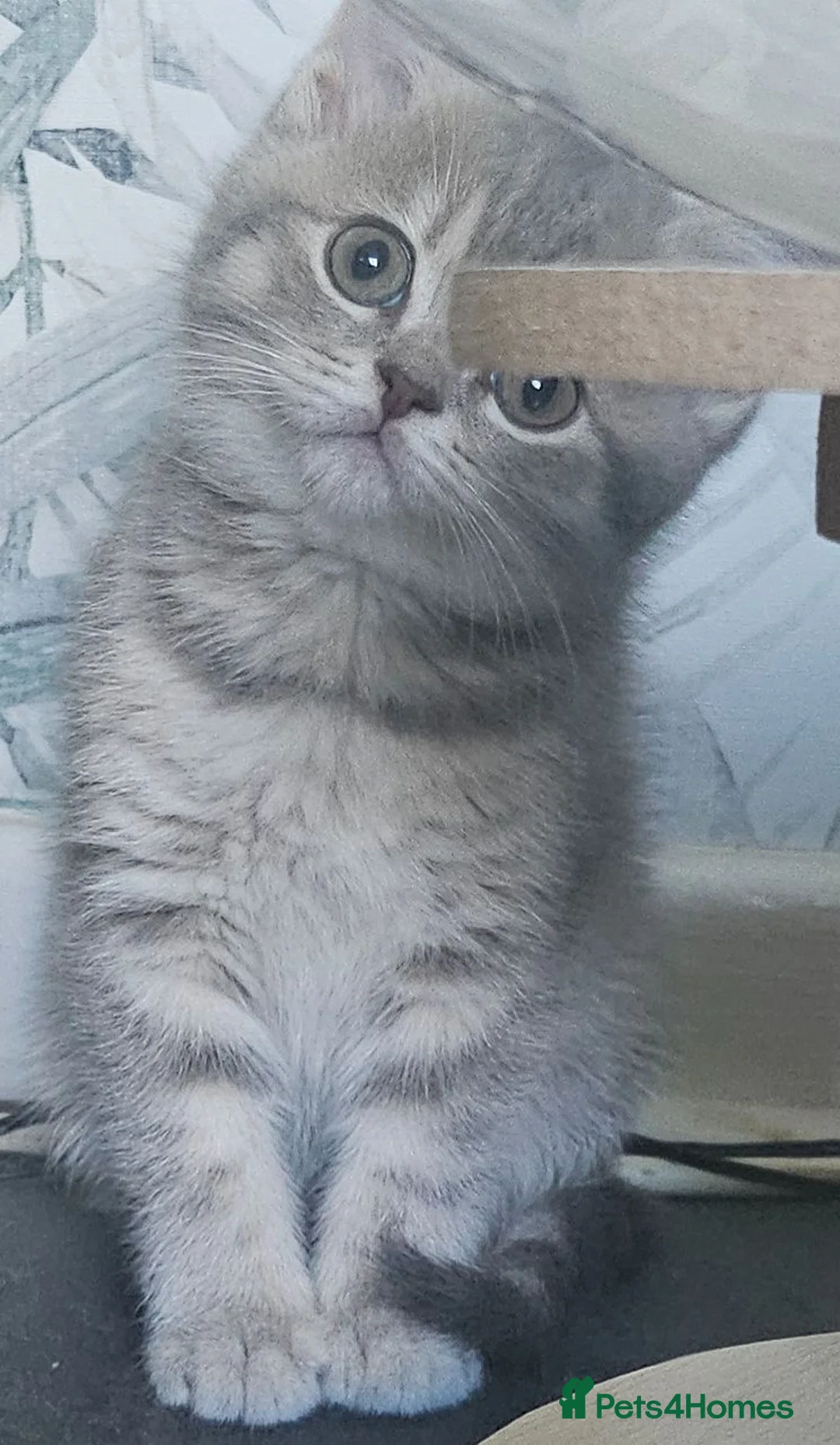 British Shorthair cats for sale: Tica registered Blue & Blue golden BSH - Advert 1