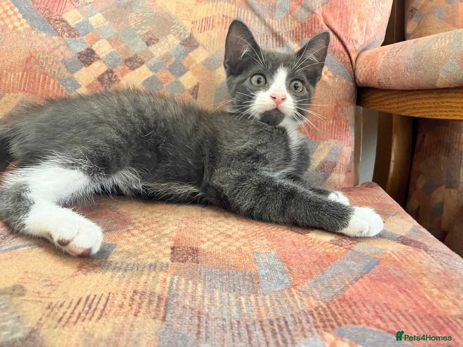 Mixed Breed cats Adorable Kitten  - Advert 3