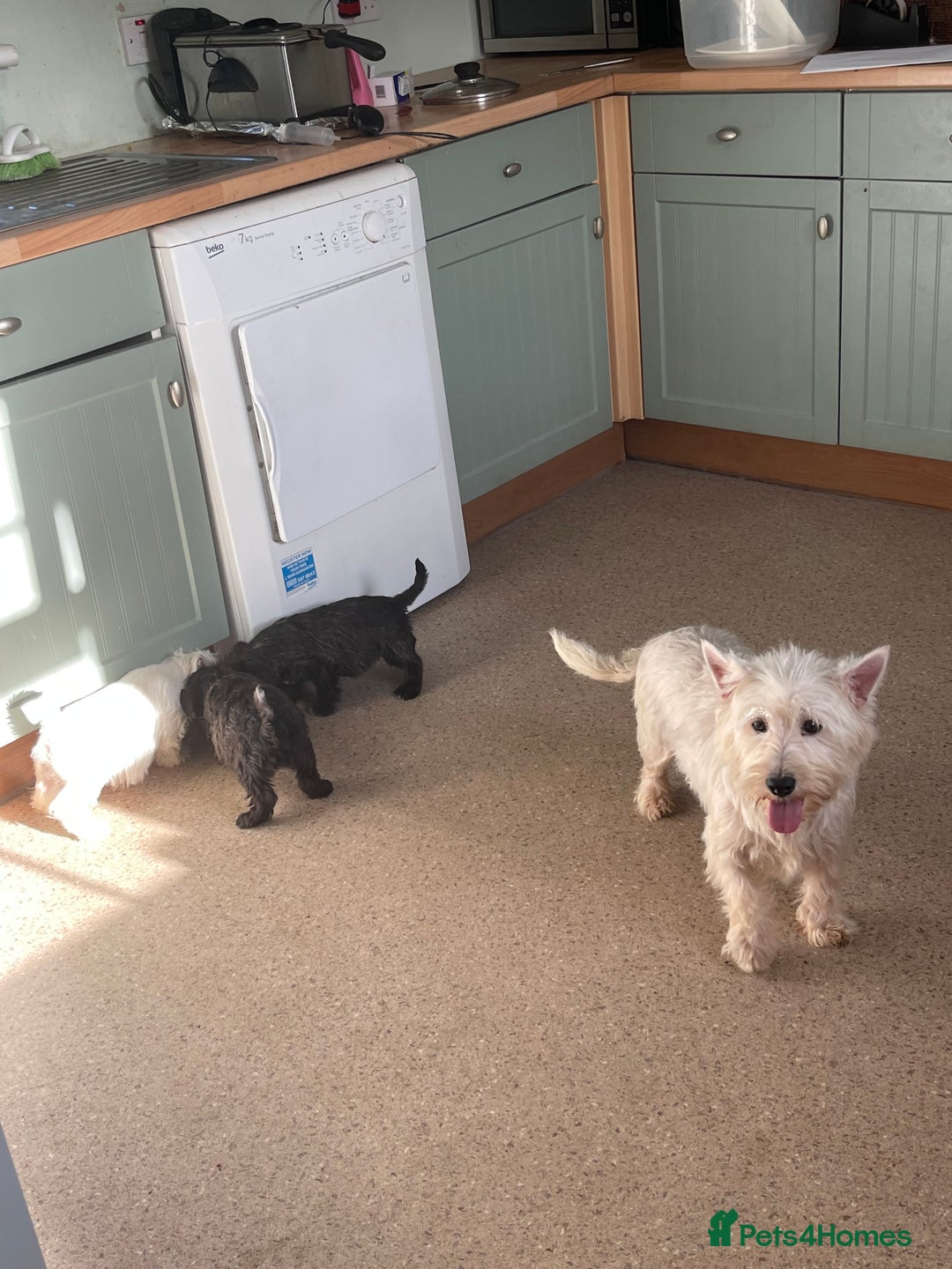 Mixed Breed dogs for sale: Lively litter of Wauzers for sale. - Image 7