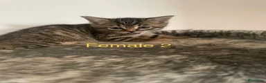 Domestic Shorthair 2
