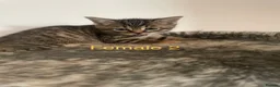 Domestic Shorthair cats for sale: Healthy, Well‑Socialised Kittens - Advert 7