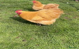 Chickens poultry for sale: Pure Buff Orpington Cockerels  - Image 7