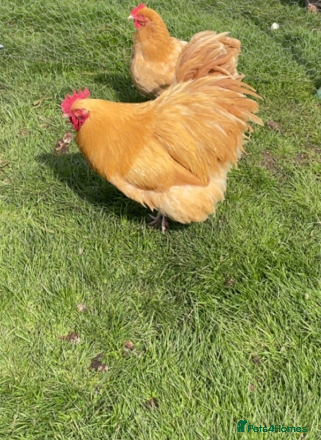 Chickens poultry for sale: Pure Buff Orpington Cockerels  - Image 7