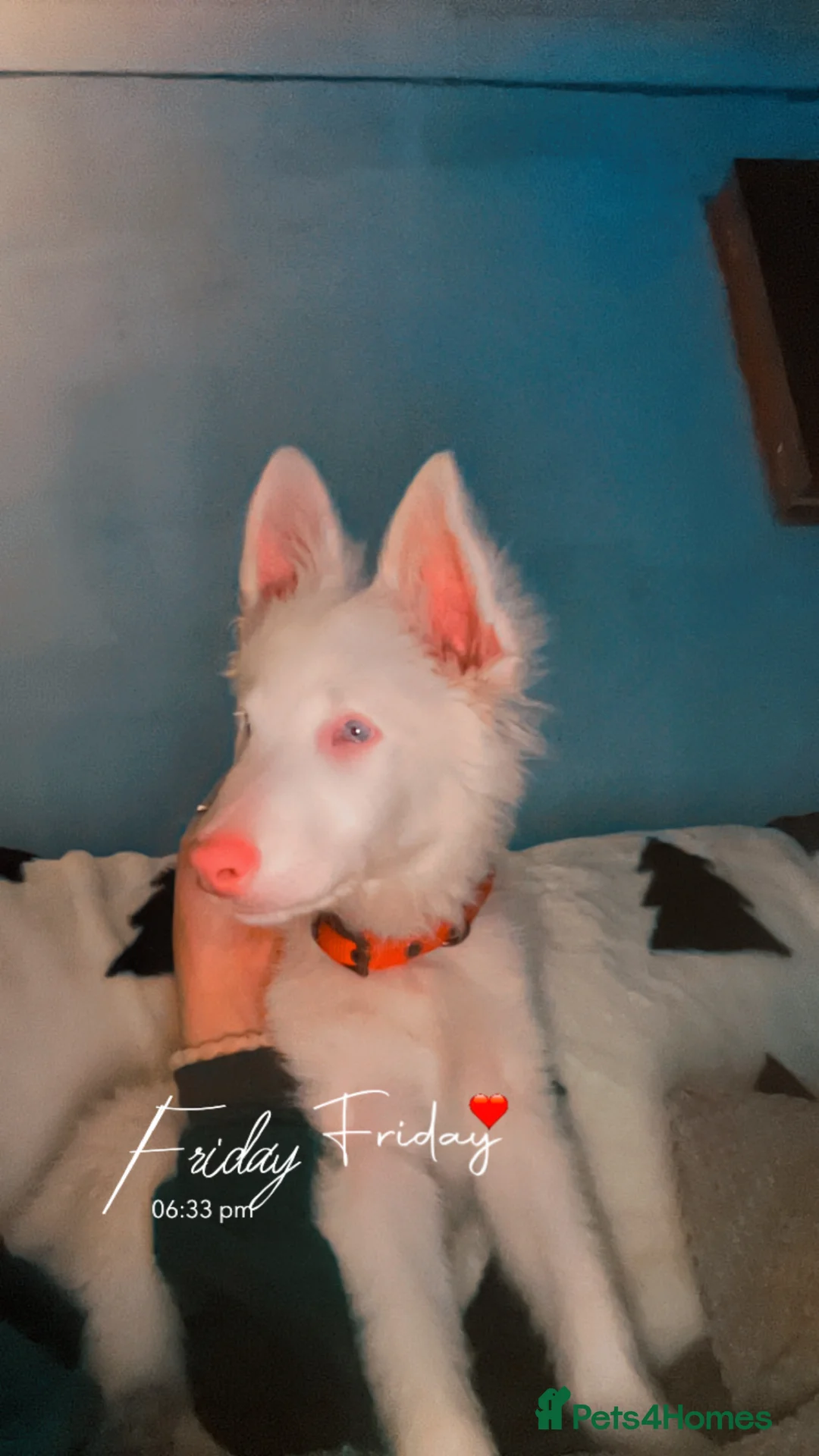 Mixed Breed dogs for sale: Blue  - Advert 5