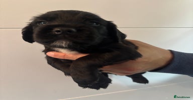 Sprocker dogs - Advert 7