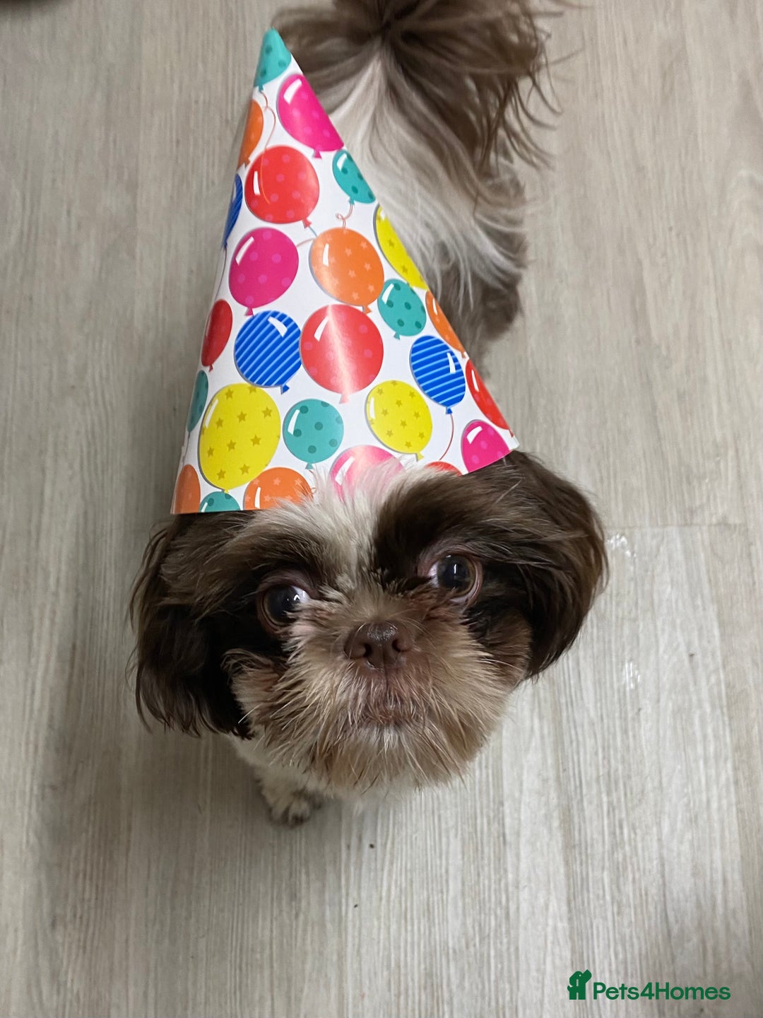 Shih Tzu dogs for sale: Tri-Colour KC Imperial Shih Tzu Puppies - Advert 4