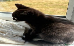 Mixed Breed cats for sale: Kittens  - Image 11