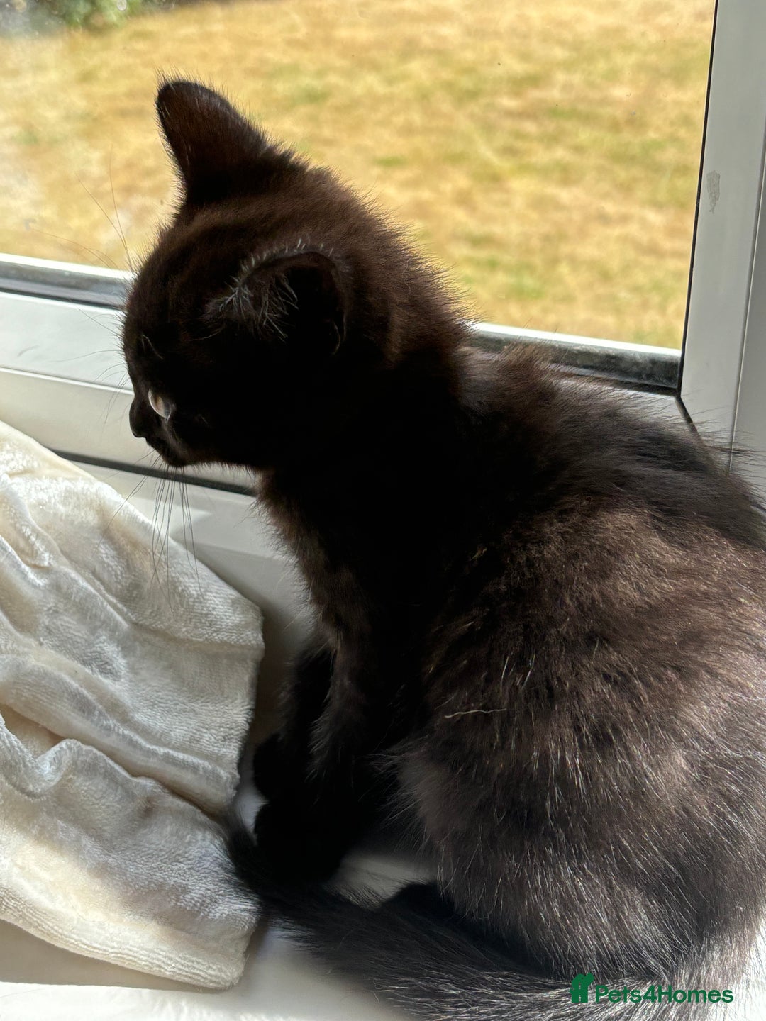 Mixed Breed cats for sale: Kittens  - Image 11