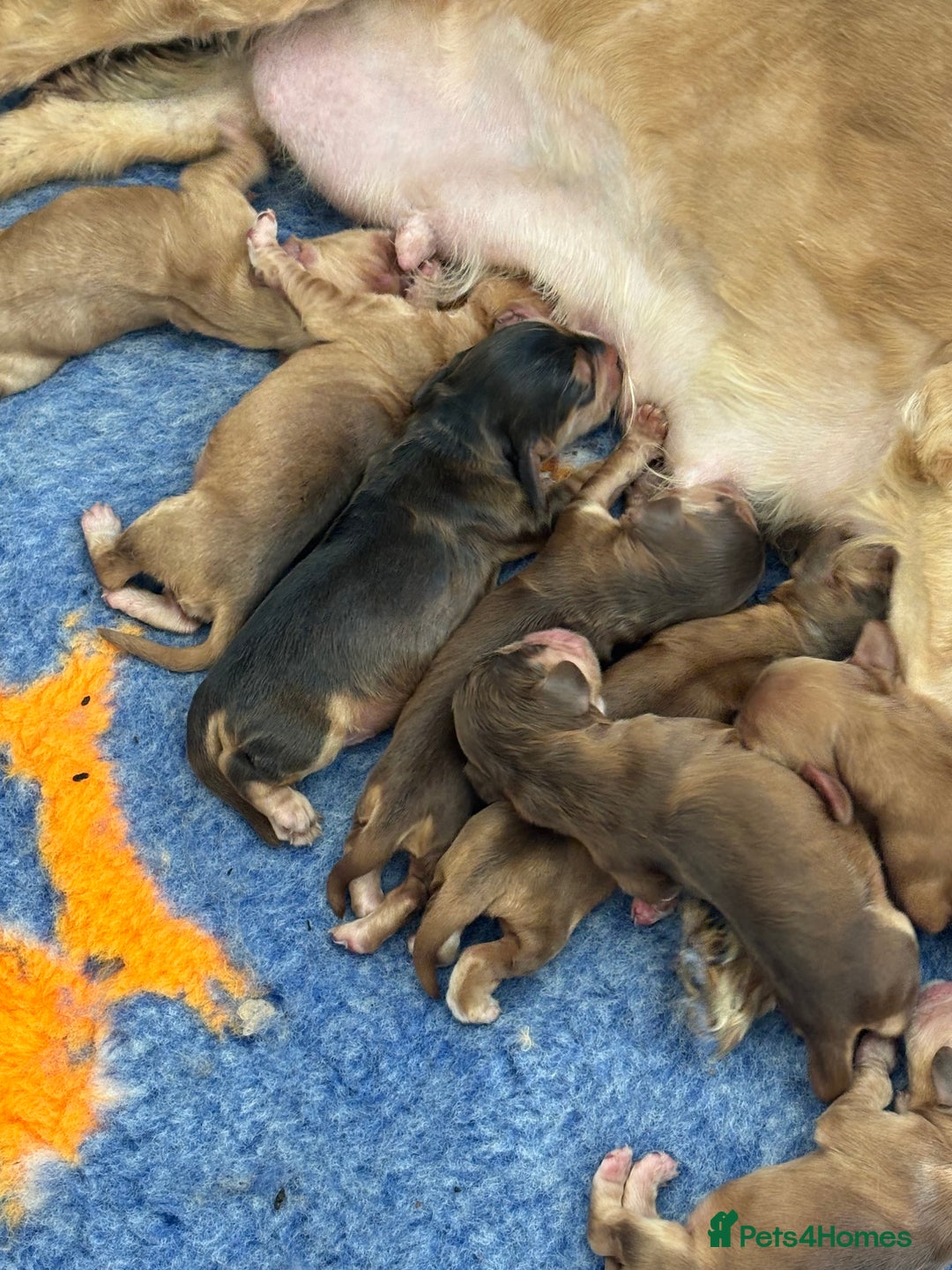 Cocker Spaniel dogs for sale: Outstanding  Kc registered show spaniels  in Doncaster - Image 23