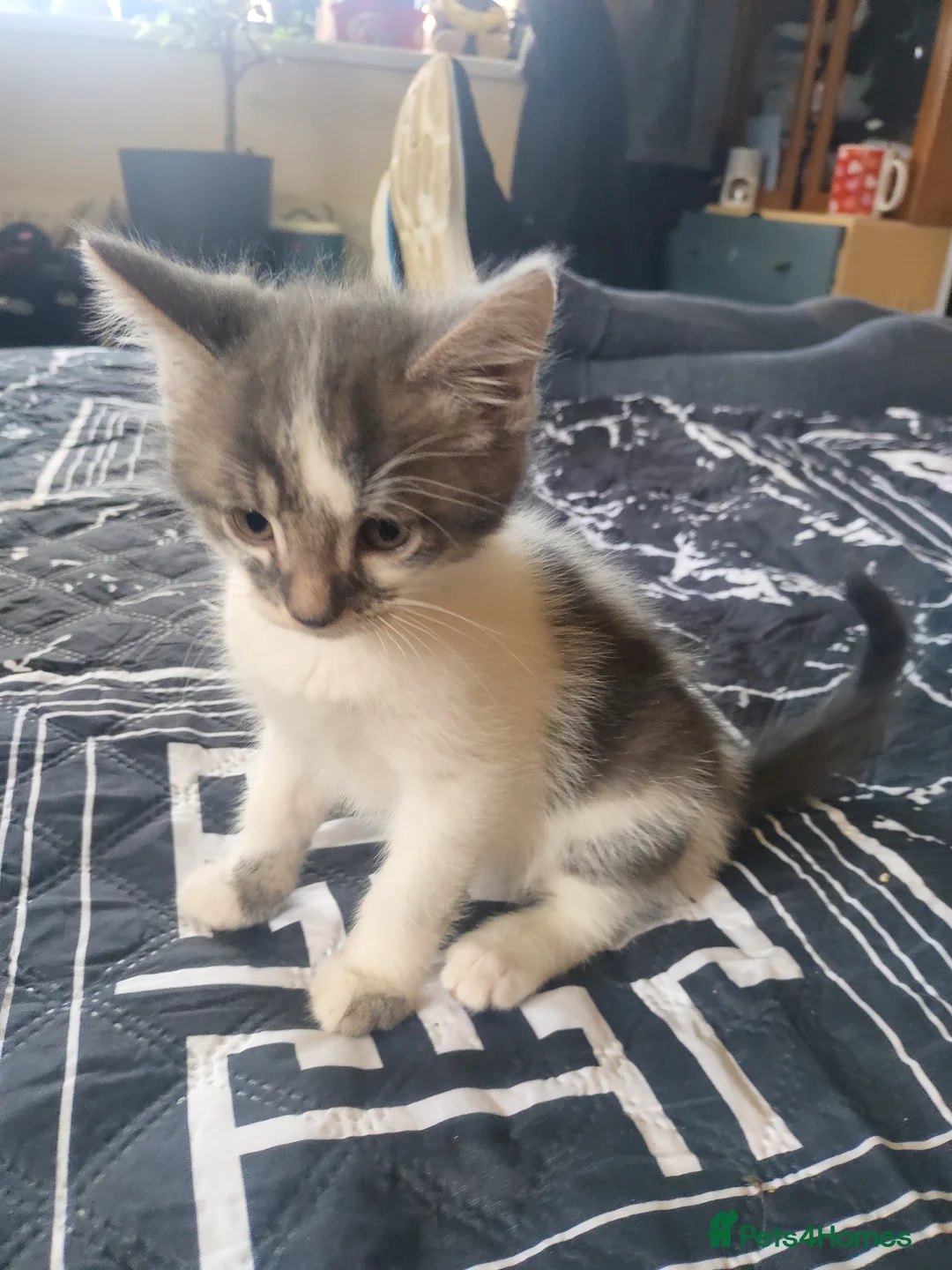 Mixed Breed cats for sale: Two beautiful kittens still looking for new homes  - Advert 1