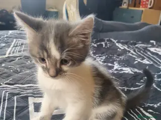 Mixed Breed cats Two beautiful kittens still looking for new homes - Advert 6