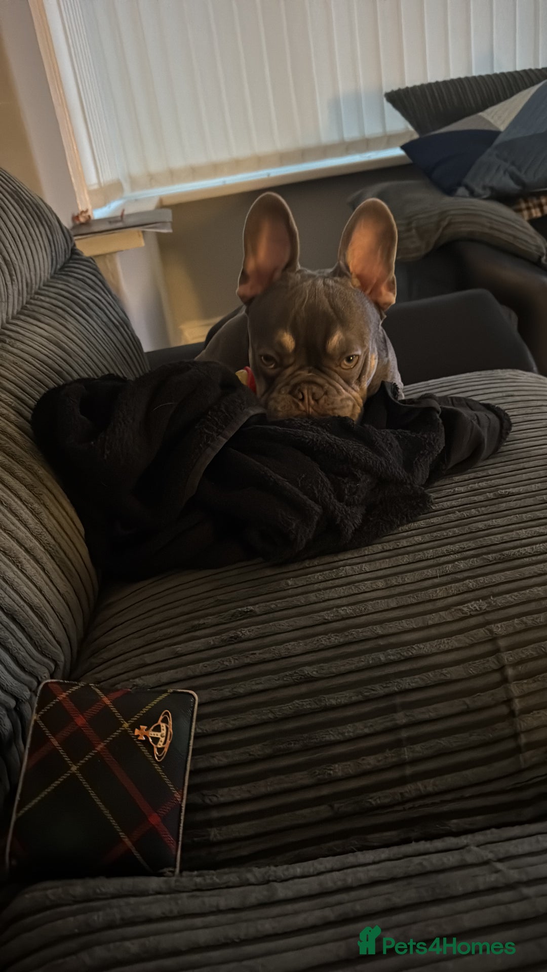 French Bulldog dogs for sale: Frenchie boy looking for new forever home - Image 2