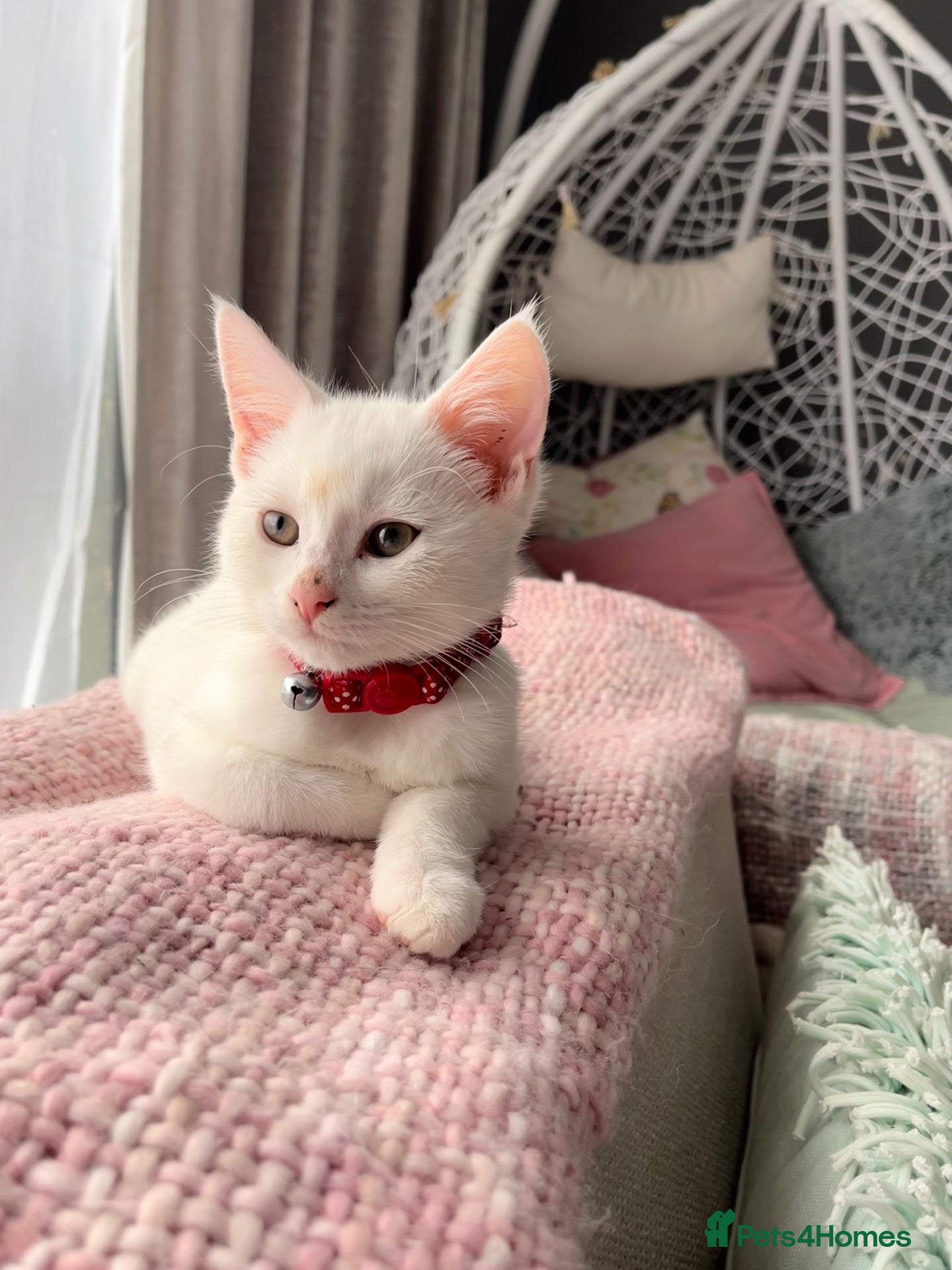 Turkish Angora cats Four Adorable Kittens!  - Advert 11