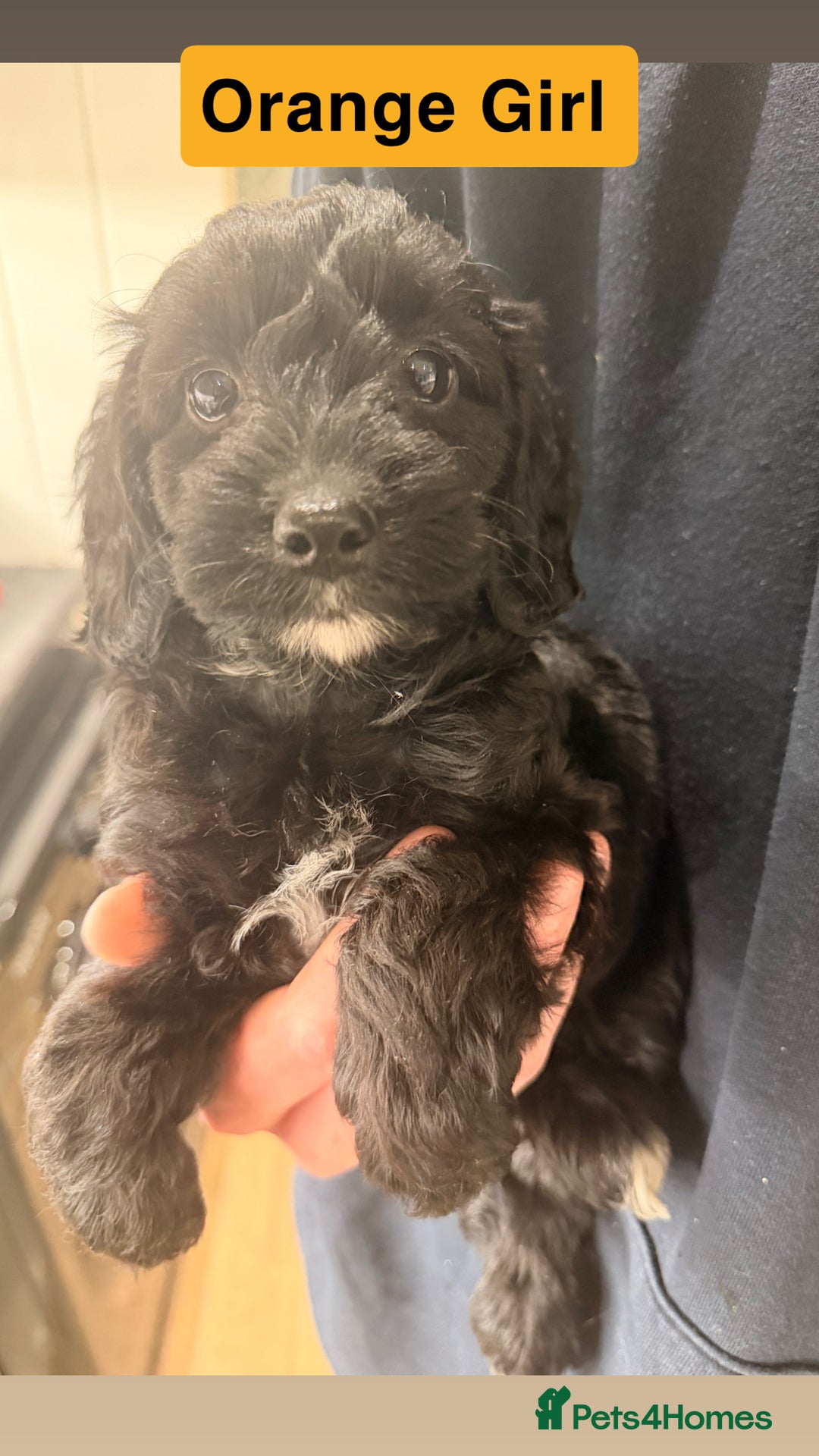 Cockapoo dogs for sale: Miniature Cockapoos  - Advert 10