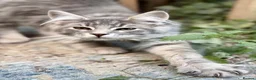 Maine Coon cats for sale: Purebred Maine Coon Kittens.Blue,Black Smoke,Tabby - Advert 23