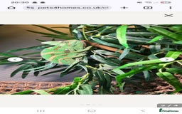 Chameleon reptiles for sale: Male chameleon loki  - Image 3