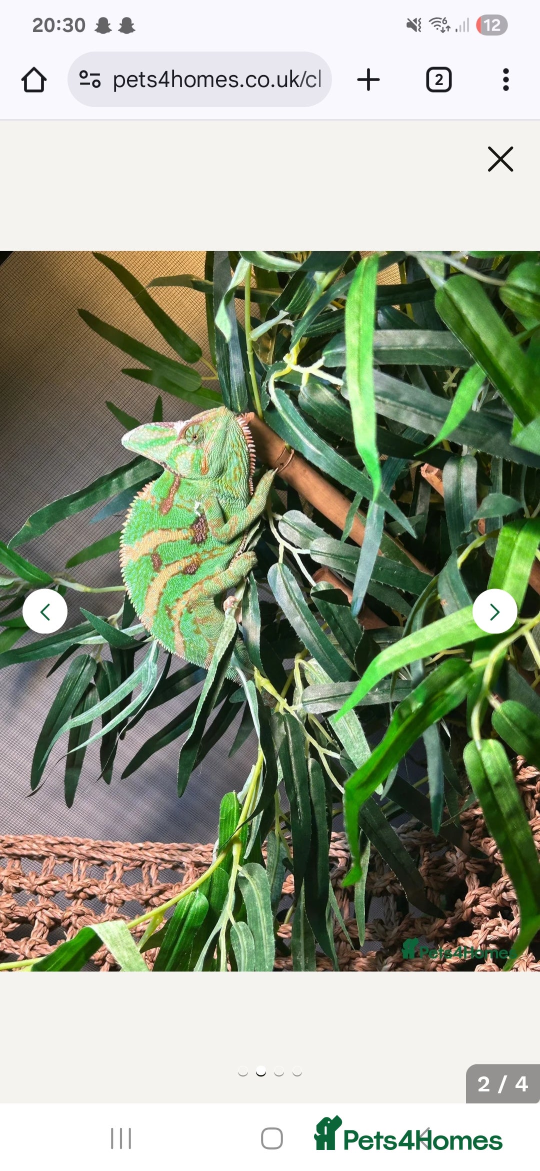 Chameleon reptiles for sale: Male chameleon loki  - Image 3