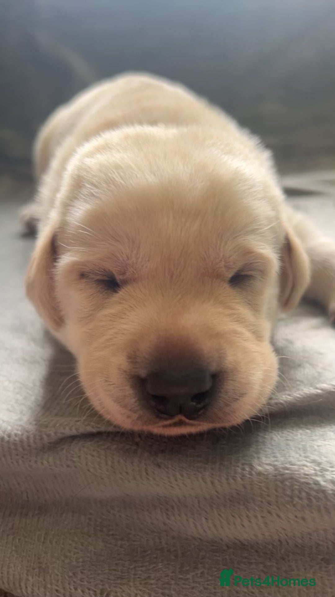 Labrador Retriever dogs for stud: KC Registered Yellow Labrador, Proven Stud  in Coalville - Advert 19