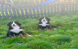 Bernese Mountain Dog dogs for sale: 2 kc reg girl Bernese mountain dog puppies  - Advert 1