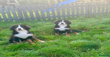 Bernese Mountain Dog dogs 2 kc reg girl Bernese mountain dog puppies  - Advert 10