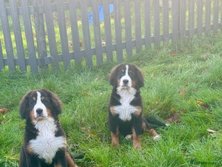 Bernese Mountain Dog dogs 2 kc reg girl Bernese mountain dog puppies - Advert 4