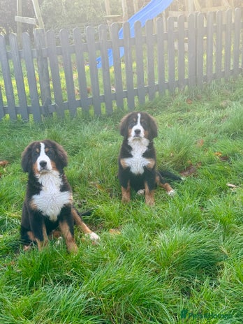 Bernese Mountain Dog dogs 2 kc reg girl Bernese mountain dog puppies - Advert 1