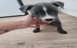 Staffordshire Bull Terrier dogs for sale: Staffies  - Image 7