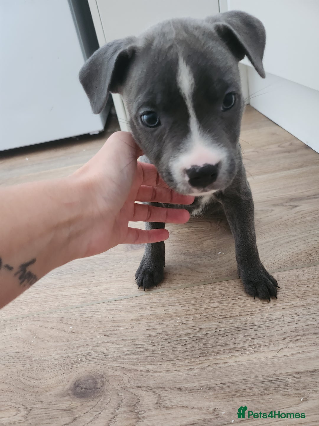Staffordshire Bull Terrier dogs for sale: Staffies  - Image 7