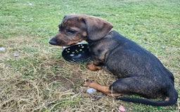 Dachshund dogs for sale: Wired haired dachshund  - Image 5