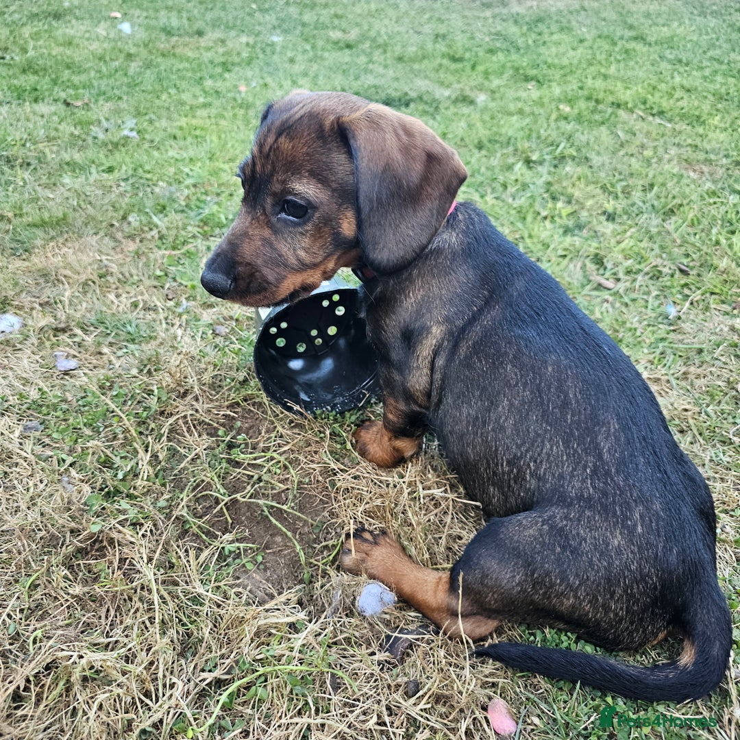 Dachshund dogs for sale: Wired haired dachshund  - Image 5