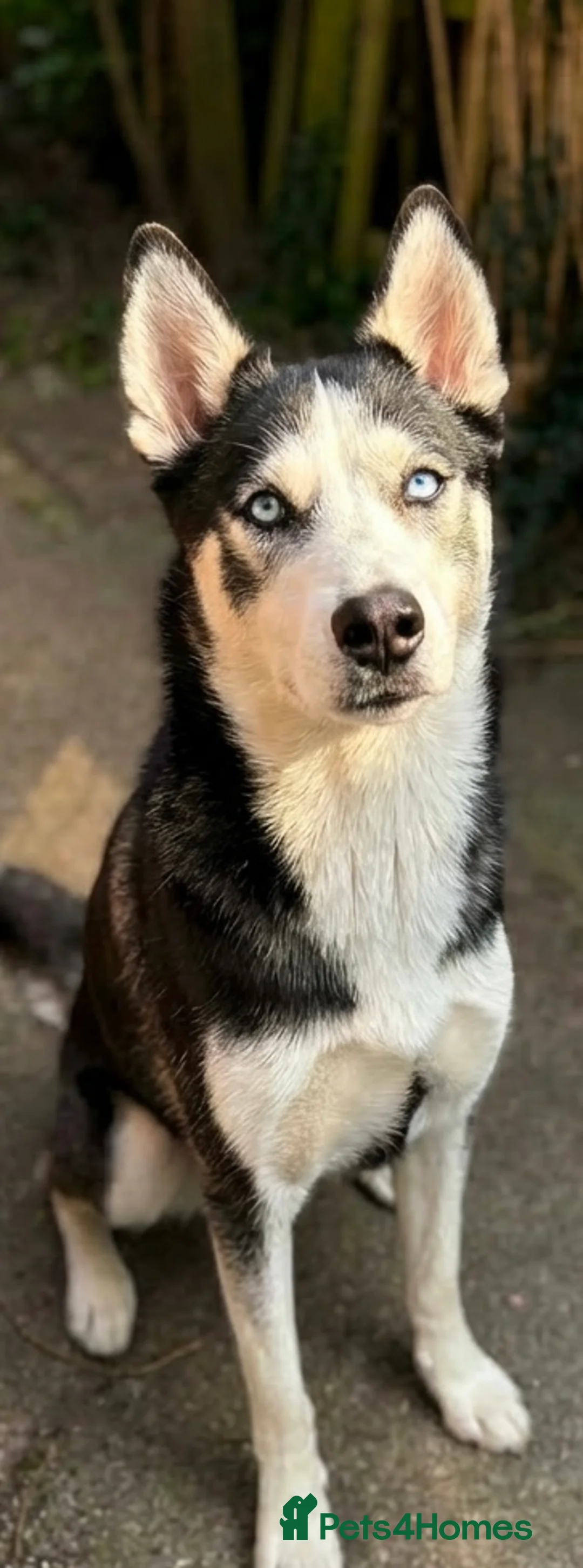 Siberian Husky dogs for stud: Loki- Siberian husky stud - Advert 2