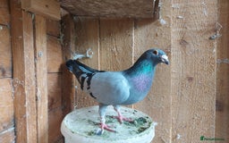 Pigeons birds for sale: Pigeons  - Image 2