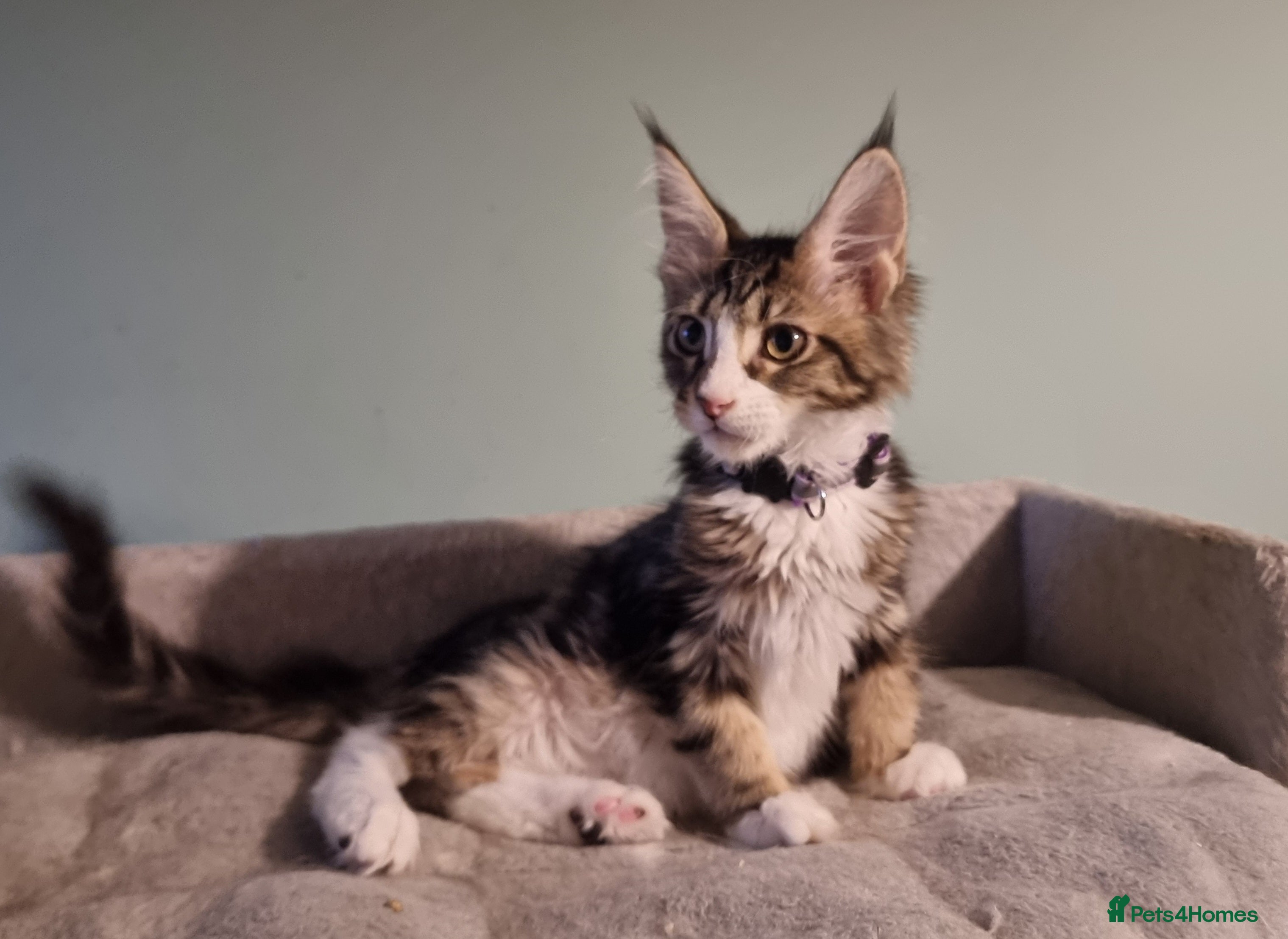 Maine Coon cats Tica!! Amazing kittens - Advert 11