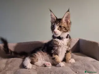 Maine Coon cats Tica!! Amazing kittens - Advert 11