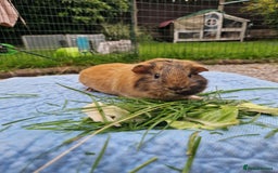 Guinea Pig rodents for sale: Beautiful smooth coat American breed - Image 2