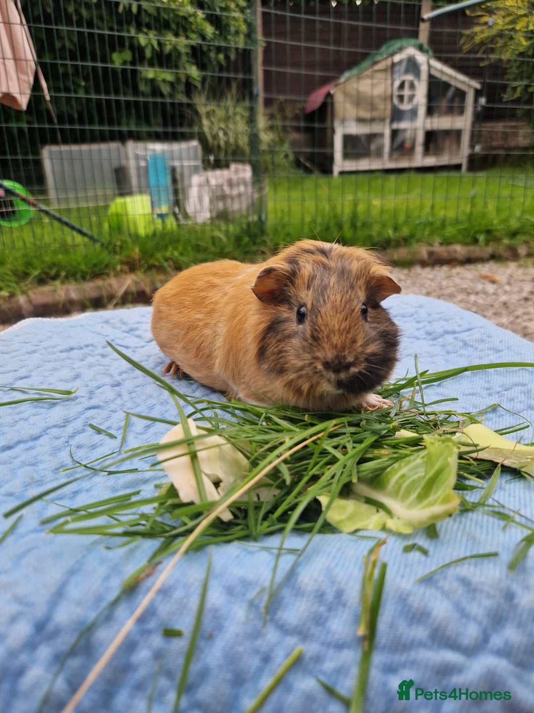 Guinea Pig rodents for sale: Beautiful smooth coat American breed - Image 2