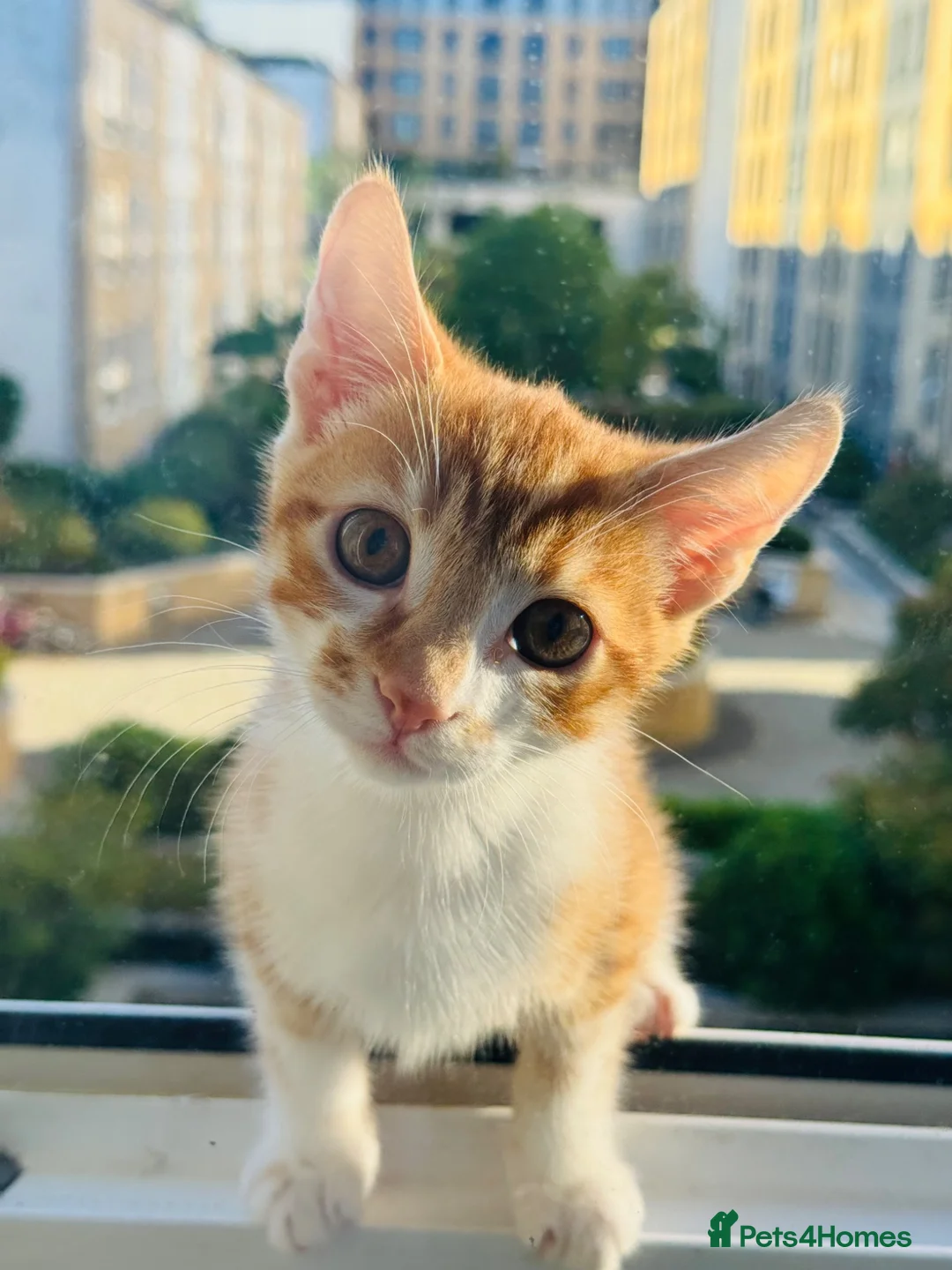 Mixed Breed cats for sale: Kitten for sale - Advert 2
