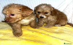 Standard Poodle dogs for sale: Ready to leave standard poodles  - Image 5
