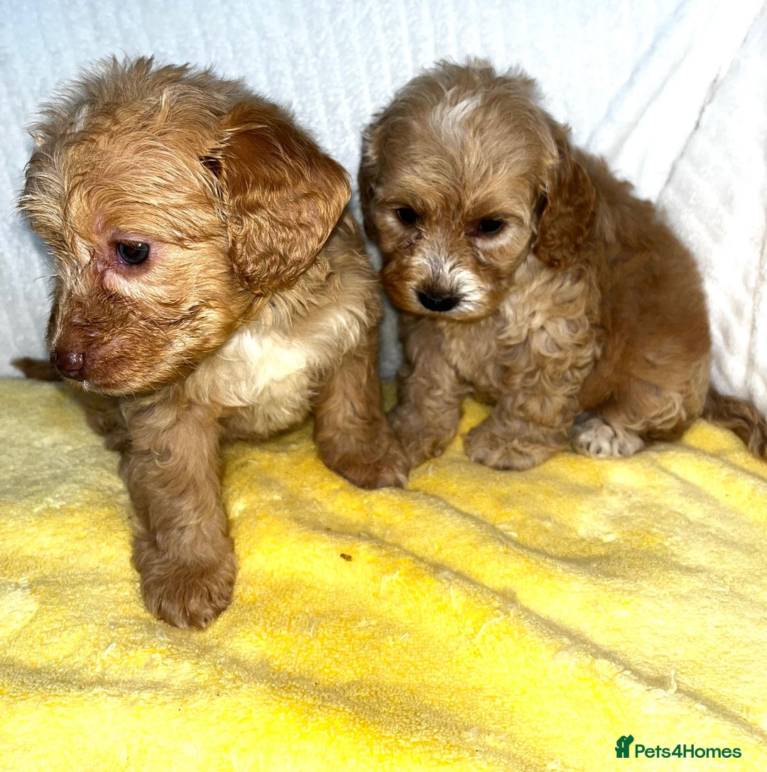 Standard Poodle dogs for sale: Ready to leave standard poodles  - Image 5