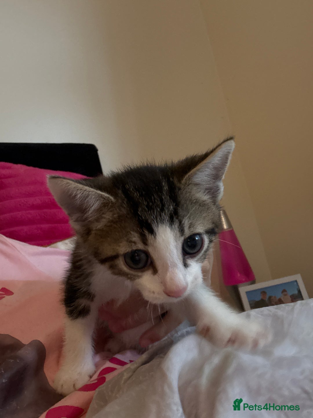 British Shorthair cats for sale: kittens  - Image 12