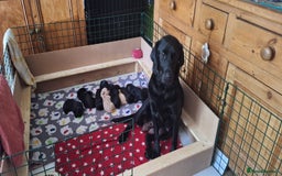 Australian Labradoodle dogs for sale: Miniture labradoodle puppies available  - Image 16