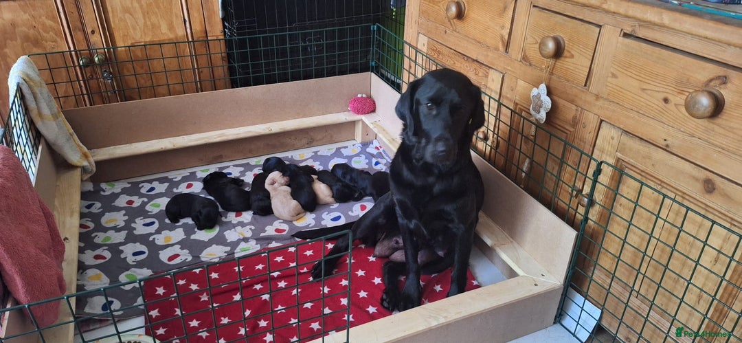 Australian Labradoodle dogs for sale: Miniture labradoodle puppies available  - Image 16