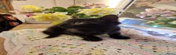 Mixed Breed cats for sale: Beautiful kittens for sale - Advert 16