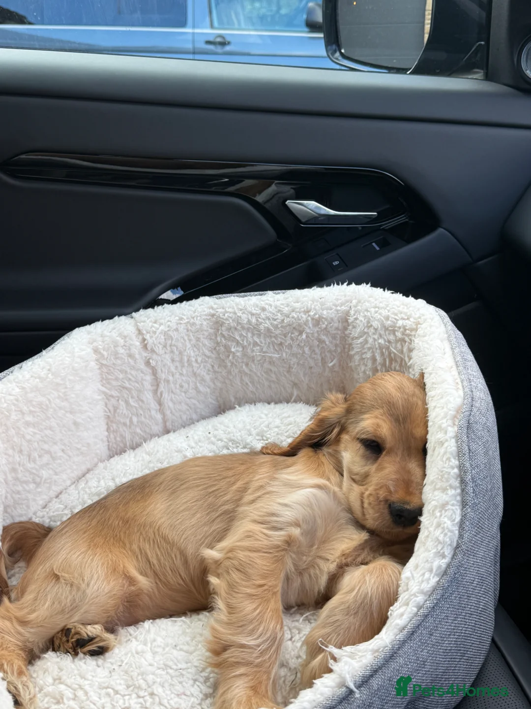 Cocker Spaniel dogs for sale: Cocker spaniel puppy 12 weeks  in Livingston - Advert 2