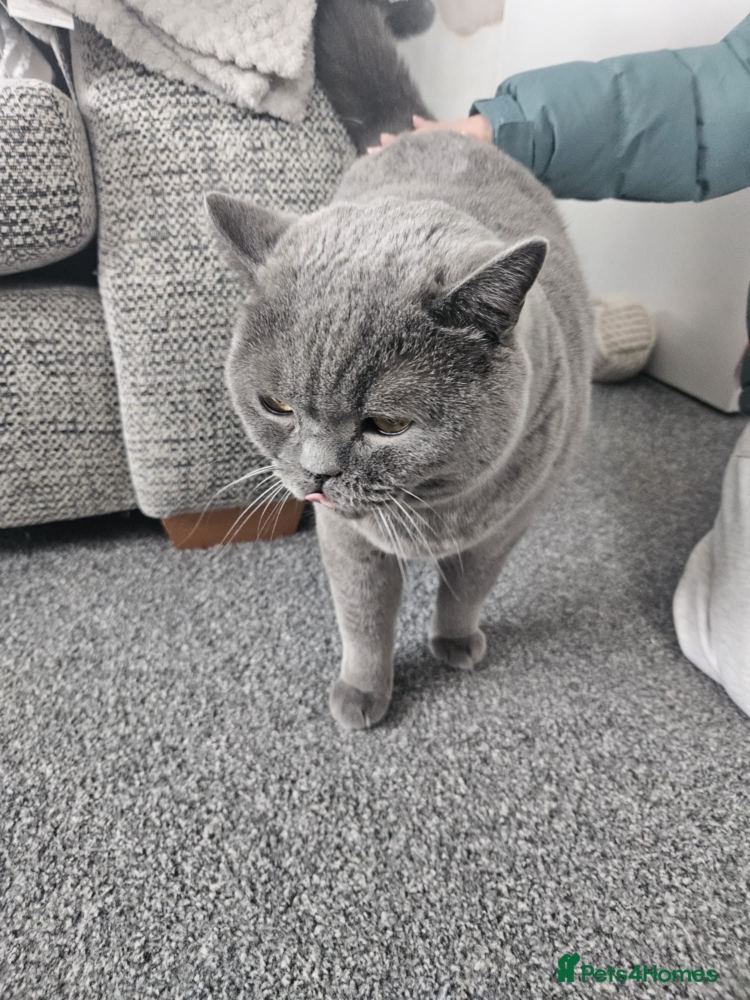 British Shorthair cats Rehoming a 7 year old British blue - Advert 1