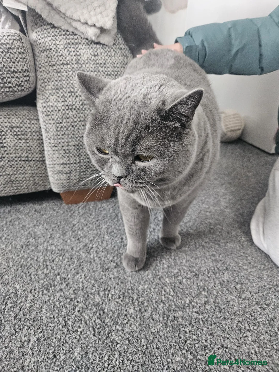 British Shorthair cats for adoption: Rehoming a 7 year old British blue in Stevenage - Advert 1