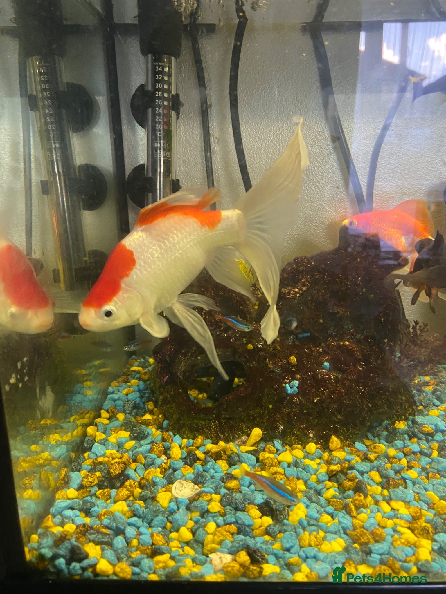 Goldfish fish for sale: 🐟 Beautiful Goldfish for Sale 🐟 in Mansfield - Advert 5