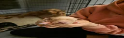 Labradoodle dogs for sale:  F2 Miniature Labradoodle - Advert 2