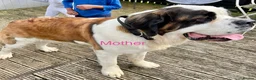 Saint Bernard dogs for sale: Beautiful KC registered show quality Puppies.  - Advert 15