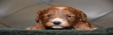 Cockapoo 6